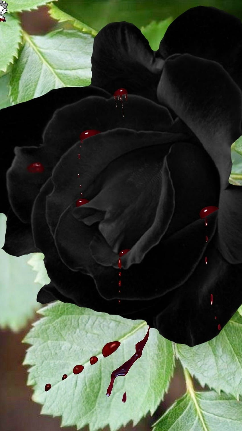 Black Rose, Adorable, Black Rose Adorable HD phone wallpaper