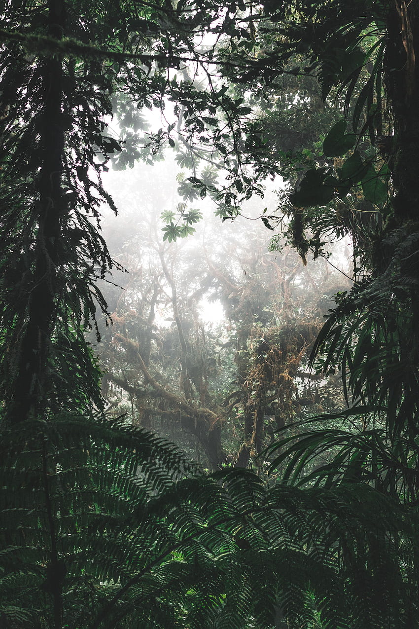 Nature, Arbres, Arbrisseau, Forêt, Brouillard, Tropiques, Jungle Fond d'écran de téléphone HD