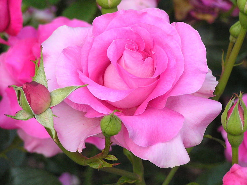 Pink Tea Rose, daylight, pink, day, stems, buds, petals, nature, flowers HD wallpaper