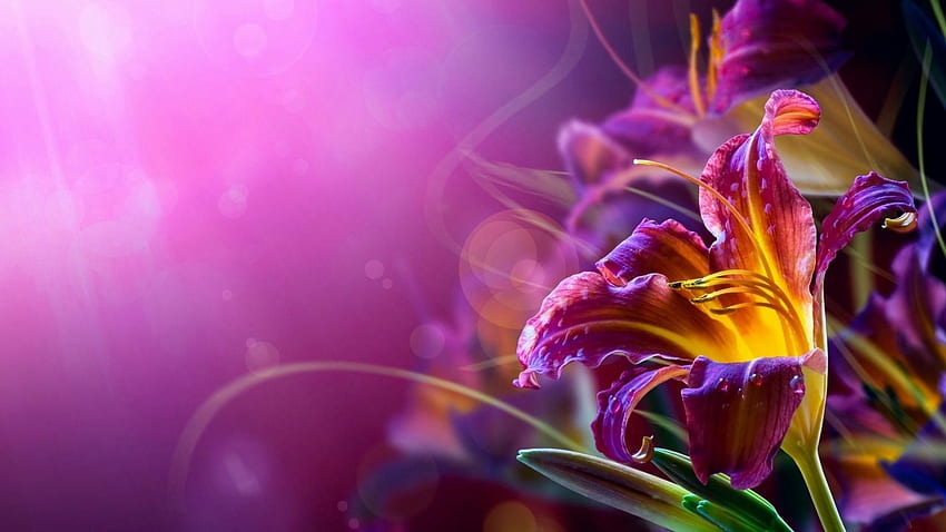 Funeral Background, Funeral Flowers HD wallpaper