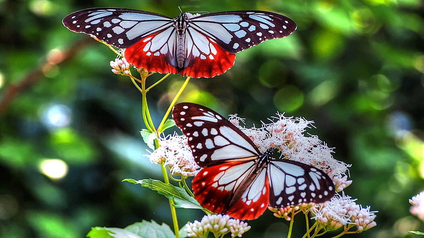 Papillons, Patrons, Macro, Lignes, Insectes Fond d'écran HD
