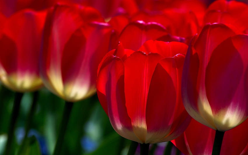 RED TULIPS, glow, blossoms, red, tulips, close up HD wallpaper