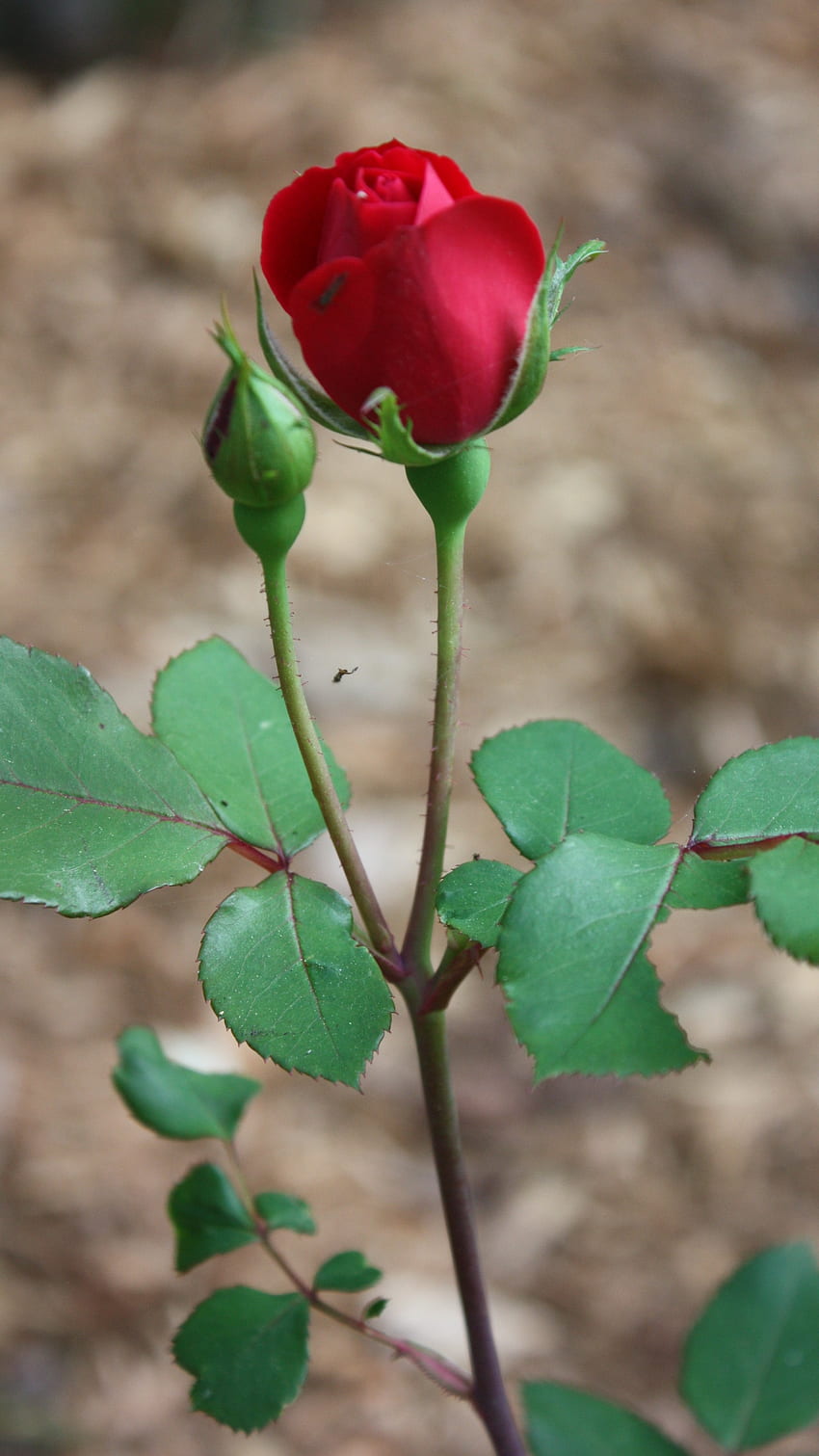 Czerwona róża, prosta czerwona róża Tapeta na telefon HD