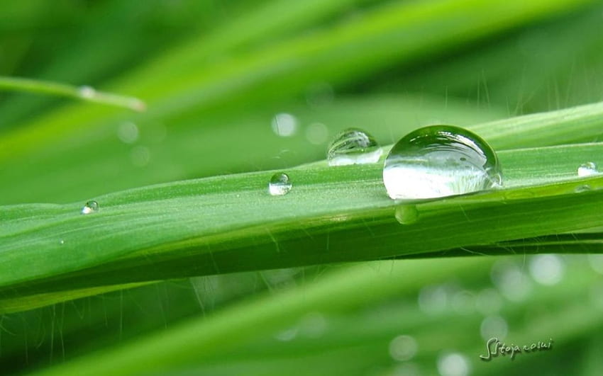 Gotas de lluvia que brillan en la hierba verde, lluvia, grafía, gotas de lluvia, gotas, hierba, primavera, verano, gotas de rocío, resumen, campo, primer plano, rocío, macro fondo de pantalla