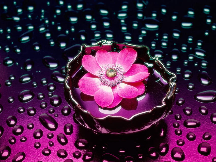 Flowers, Water, Background, Drops, Flower, Vase HD wallpaper