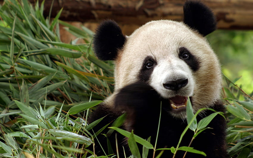Bärenpanda, Zähne, Liste, Bär, Panda HD-Hintergrundbild