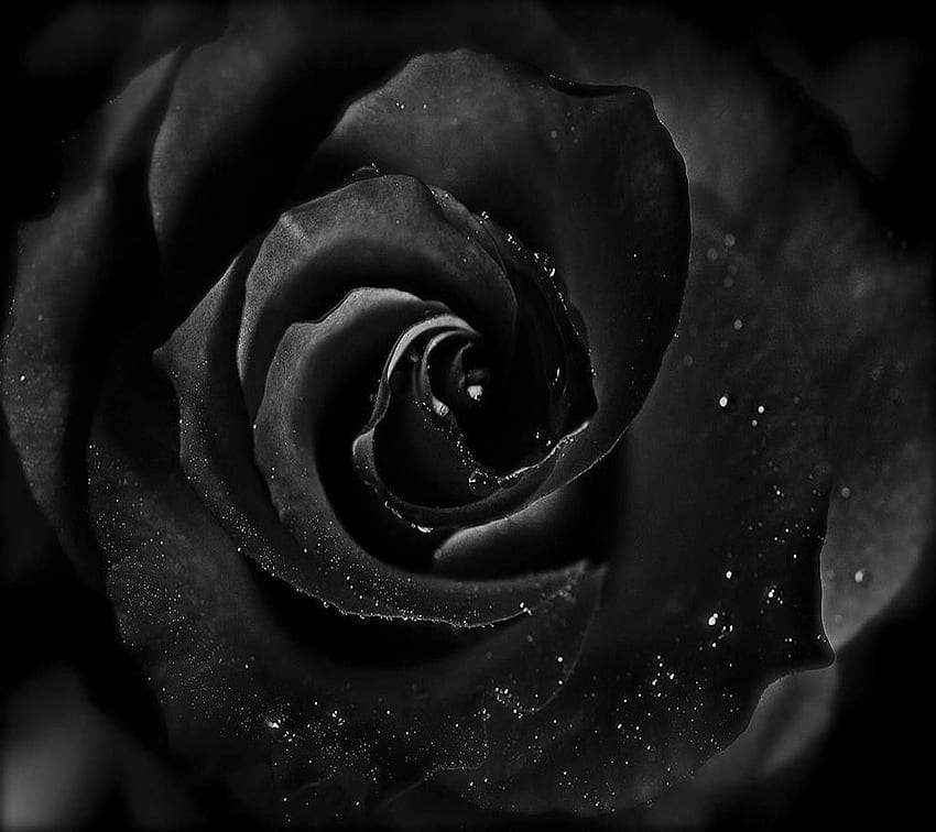 Black Rose. Purple roses , Black rose, Rose HD wallpaper