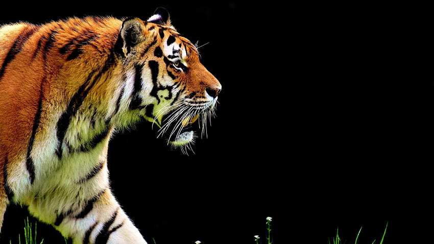 Бенгалски тигър U - Pc Tiger - , Тигър HD тапет