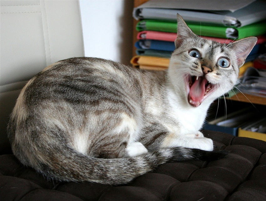 Hey! Biraz mahremiyet, lütfen!, kedi, şok, lütfen, mahremiyet HD duvar kağıdı