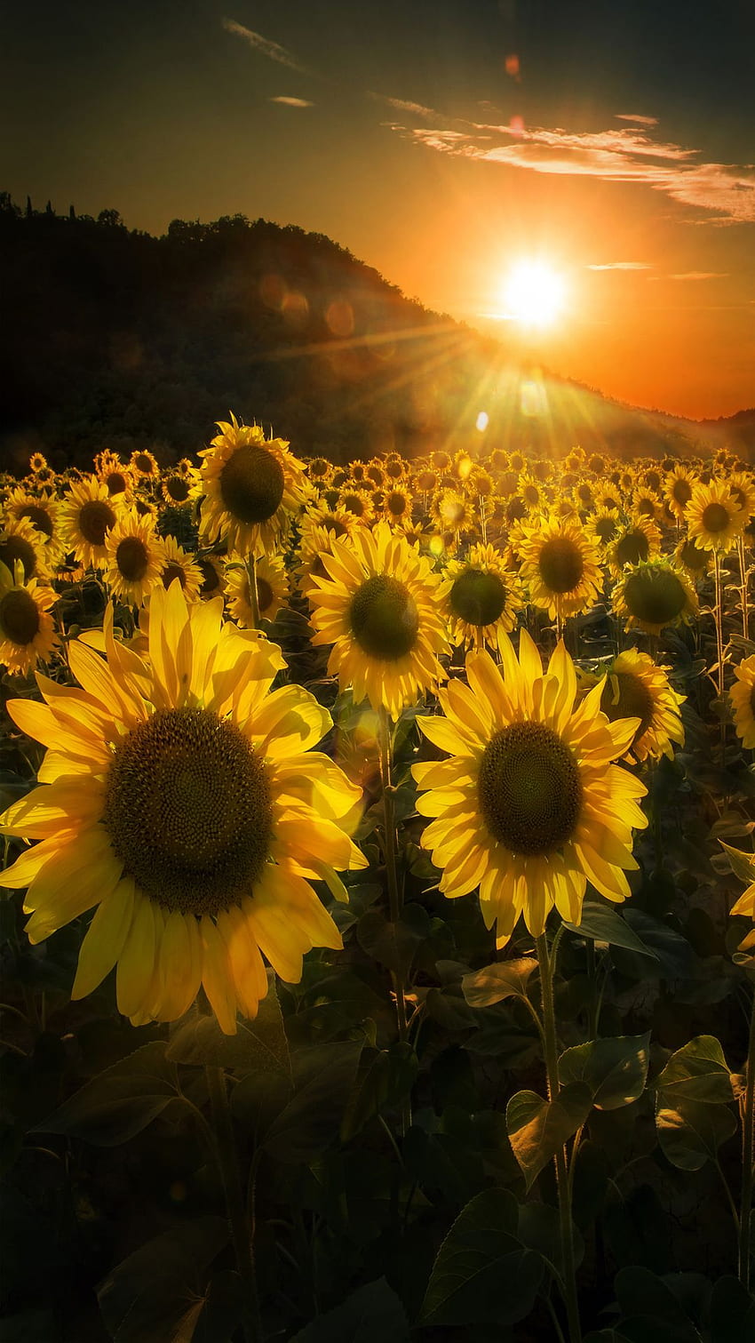 The iPhone Sunflowers at sunset HD phone wallpaper | Pxfuel