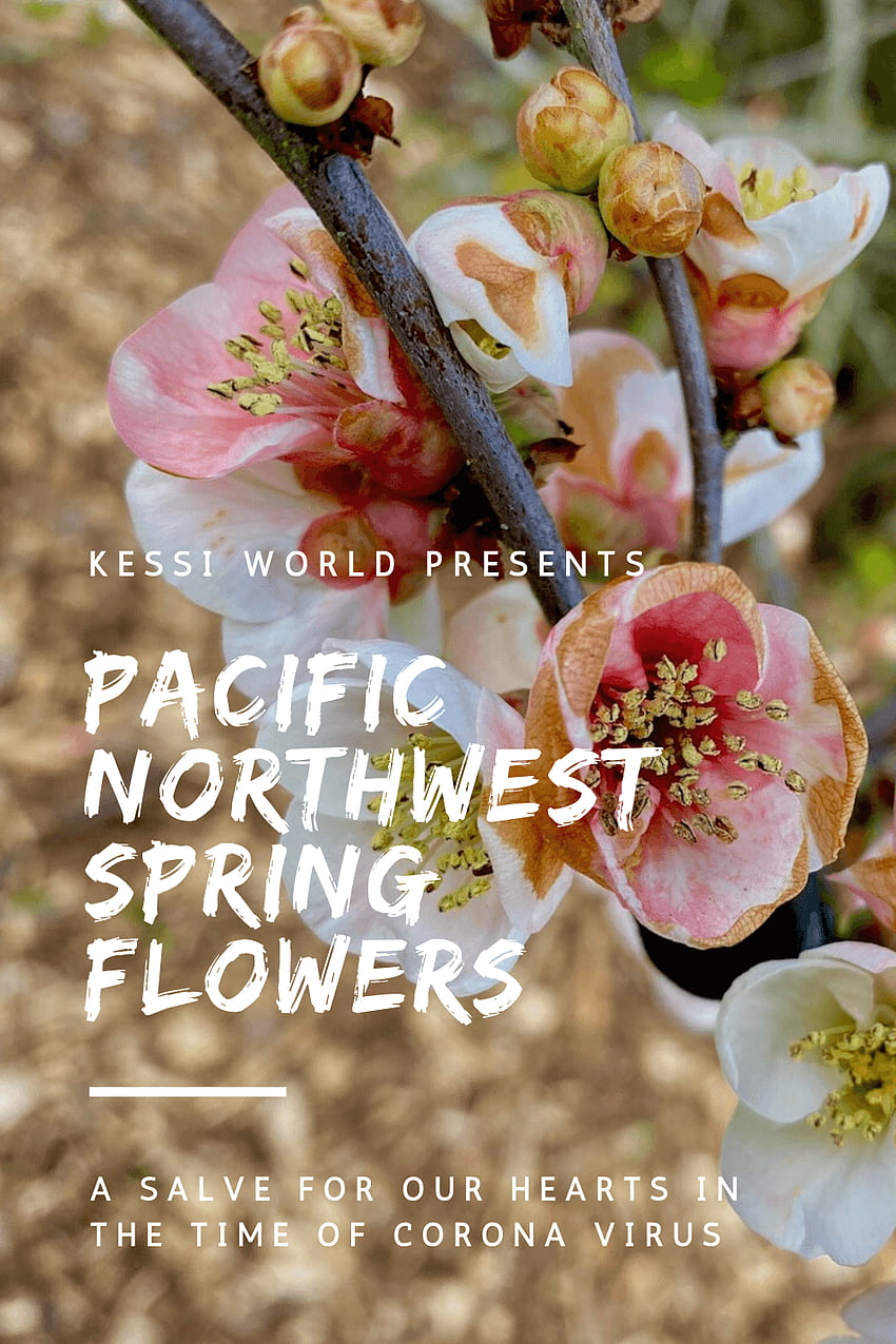 Gallery: Pacific Northwest Spring flowers, a salve for our hearts in the time of corona virus HD phone wallpaper