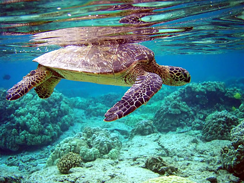 Zwierzęta, woda, podwodny świat, pływać, pływać, żółw Tapeta HD