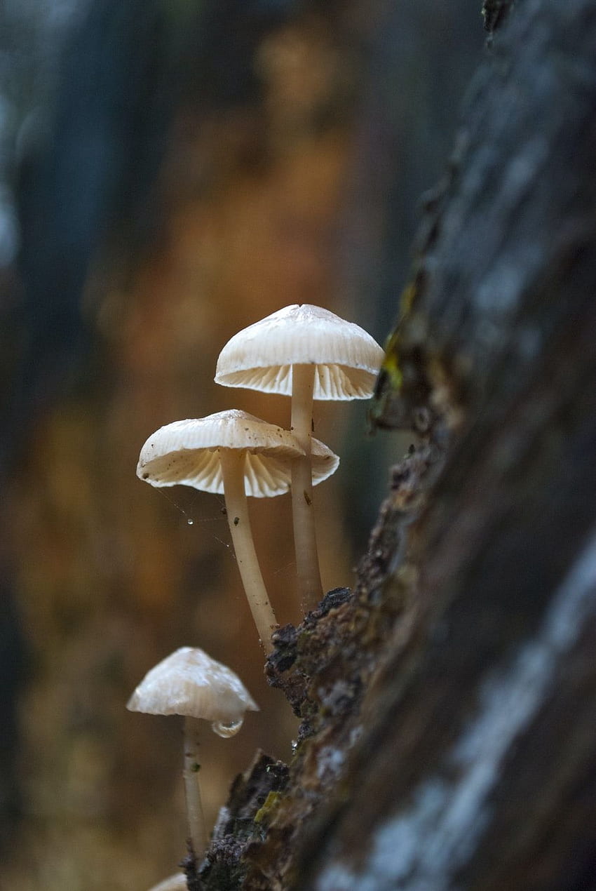 Mushroom [], Fungi HD phone wallpaper