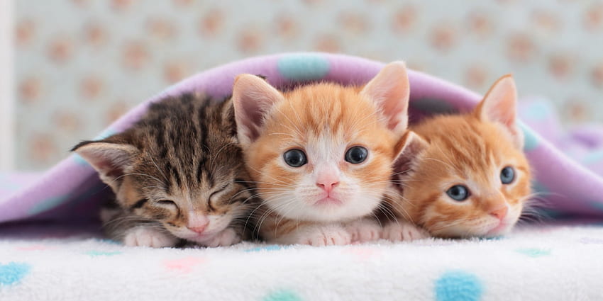 Kittens, pisica, kitten, blanket, cute, cat, trio, sleep HD wallpaper