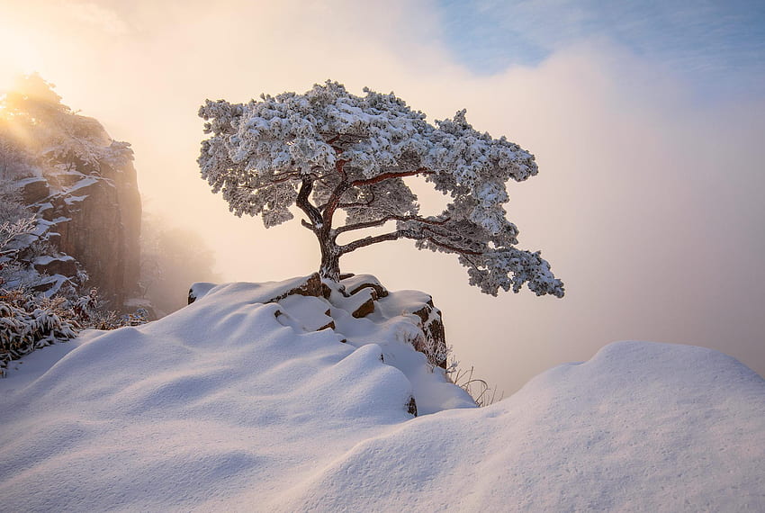 韓国 12月 冬 自然 , , 背景, そして 高画質の壁紙