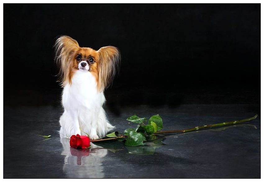 A rose for Willow, rose, white, brown, butterfly dog, red, papillon HD wallpaper