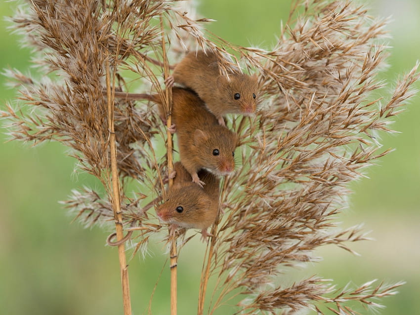 Myszy, zwierzę, lato, mysz, zielony, gryzoń Tapeta HD
