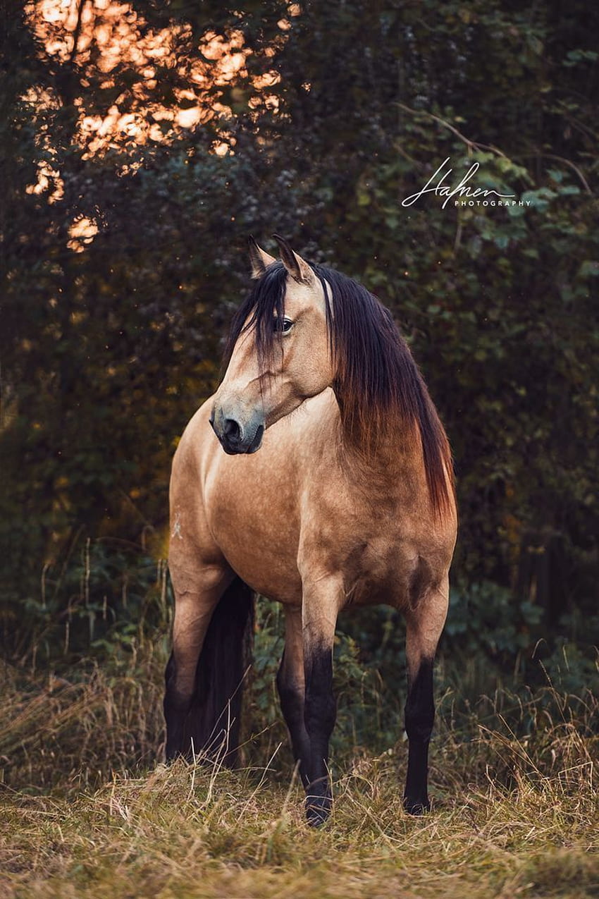 Lusitano mare in buckskin colour Pfedefotografie – Fotograpy. Horses, Horse , Horse breeds, Buckskin Horse HD phone wallpaper