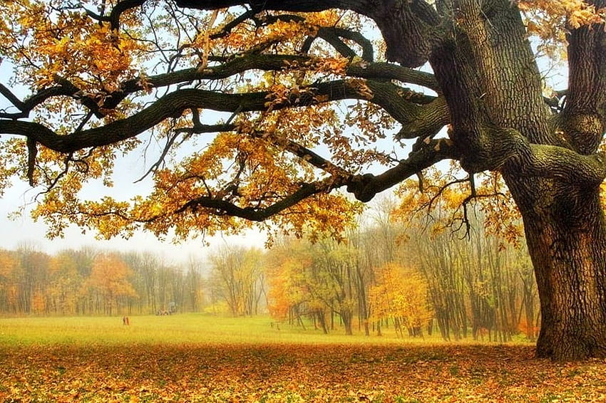 森の葉 オーク 古い木の色 秋 ニース - 下 高画質の壁紙