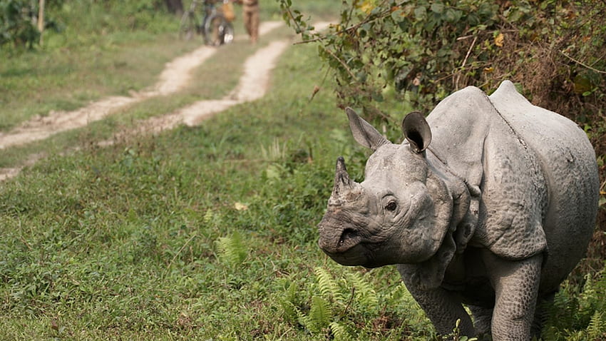 Modi to visit Kaziranga on Sat, 1st-ever PM to tour park | Guwahati News -  Times of India