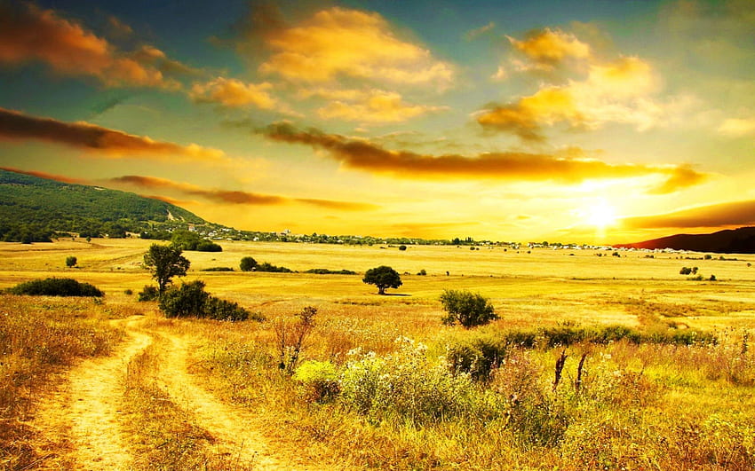 Country road in the field, rays, sunny, glow, sunrise, nice, amazing, road, golden, path, bushes, meadow, beautiful, grass, country, pretty, field, yellow, sky, lovely HD wallpaper