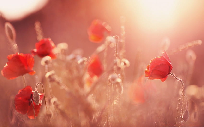 Late Summer Poppies. Android for, Poppy Flower HD wallpaper