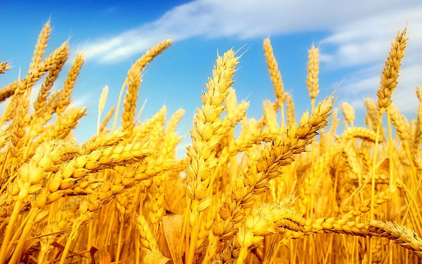 小麦、小麦の収穫 高画質の壁紙
