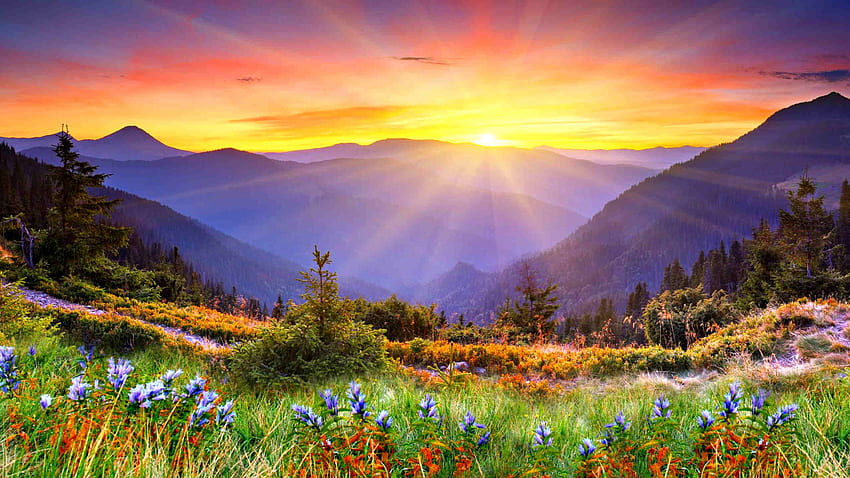 Awesome Sunset Sun Rays Forested Mountains, Beautiful Mountain Flowers With Green Grass For Mobile Phones And Laptops HD wallpaper