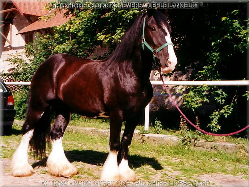 Shire Stallion, английски кон, коне, животни, каруца кон, графство, впрегнат кон, англия HD тапет