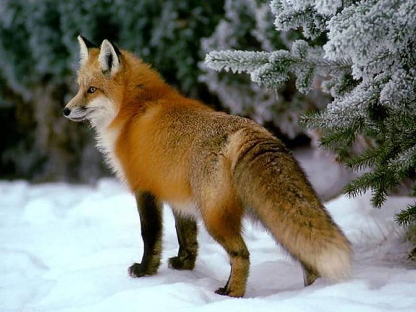 red fox, winter, snow, nature, tail HD wallpaper