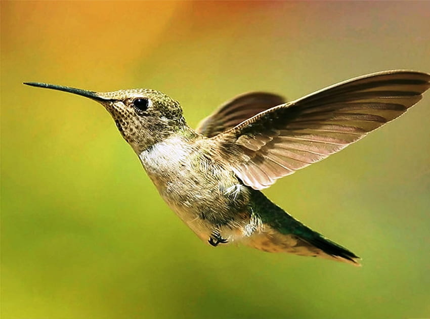 Burung kolibri dalam Penerbangan, paruh, sayap, burung, burung kolibri, alam Wallpaper HD