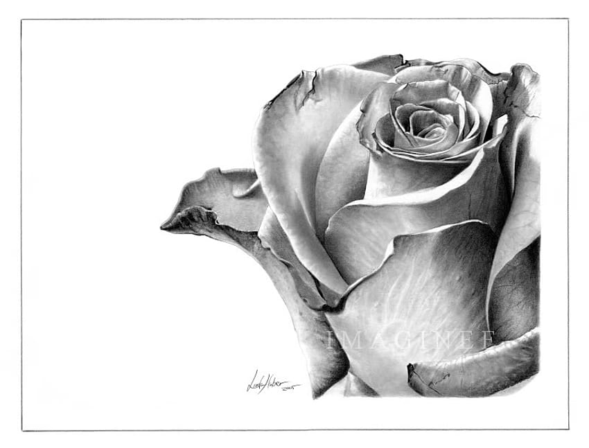 Trandafir, rose, white, black, negru, alb, draw HD wallpaper