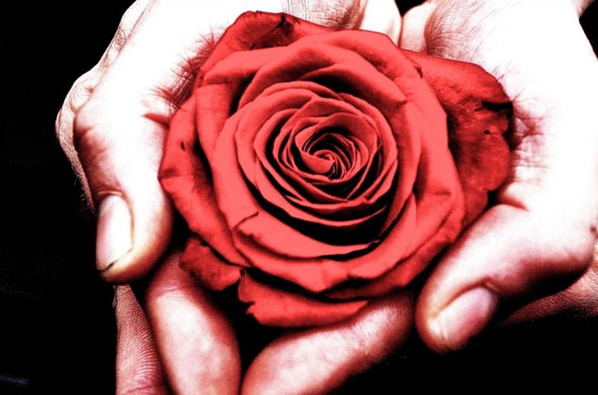Mit LIEBE, Rose, Liebe, Rot, Hände, halten HD-Hintergrundbild
