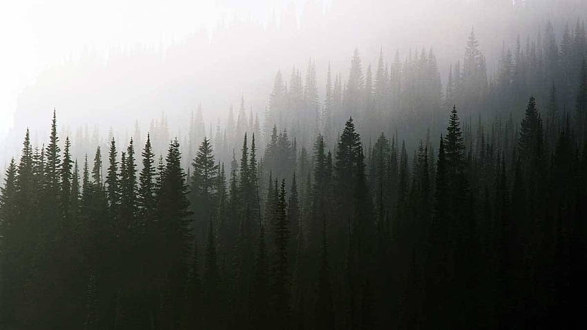 Twin Peaks - Gruppo Sfondo HD