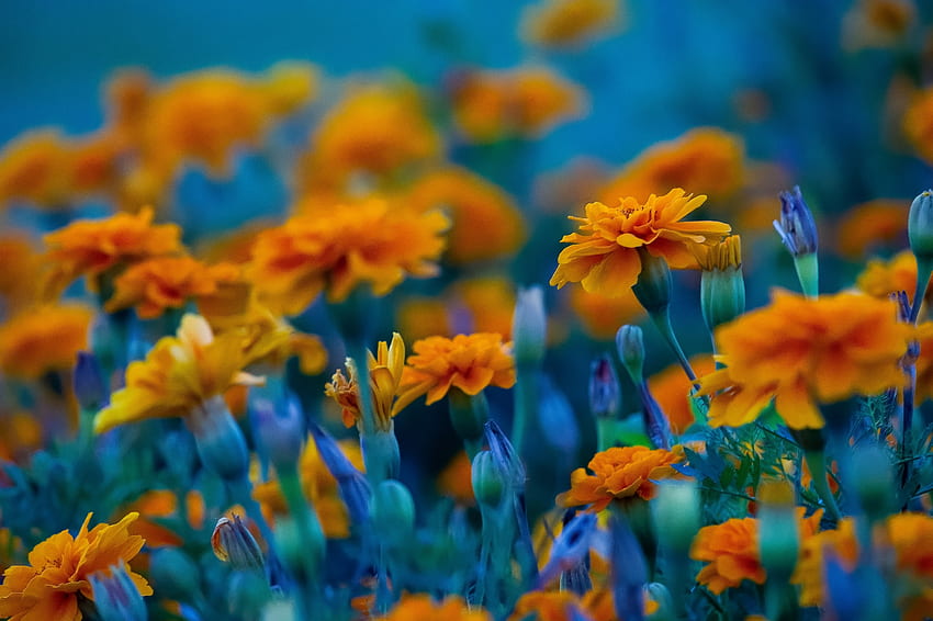 Marigolds, Flowers, Orange, Buds, Broken HD wallpaper