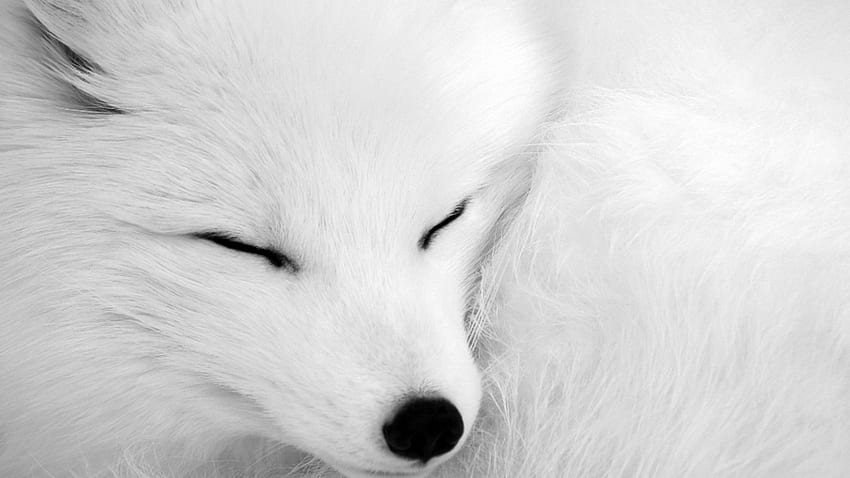 Arctic Fox Background . Warnerwave.xyz, White Fox HD wallpaper