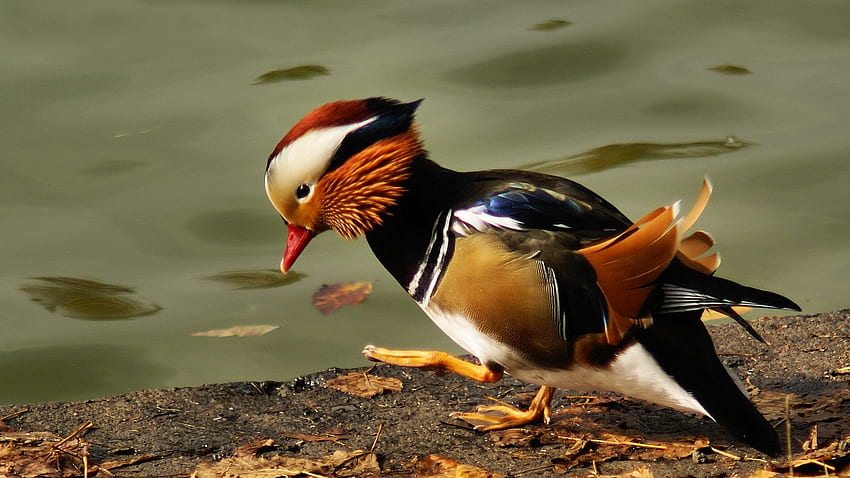 mandarin duck, pond, color, feathers, 3D Geese HD wallpaper