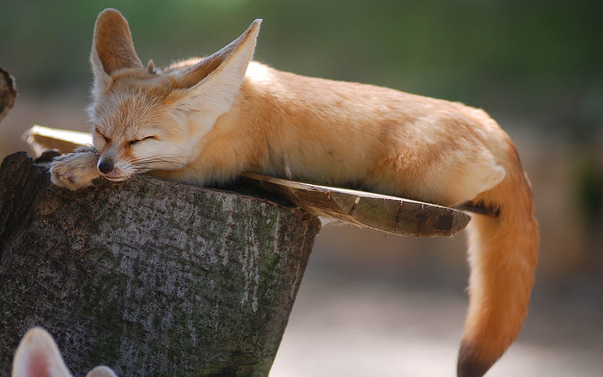 Fennec fox sleep, Sleeping Fox HD wallpaper