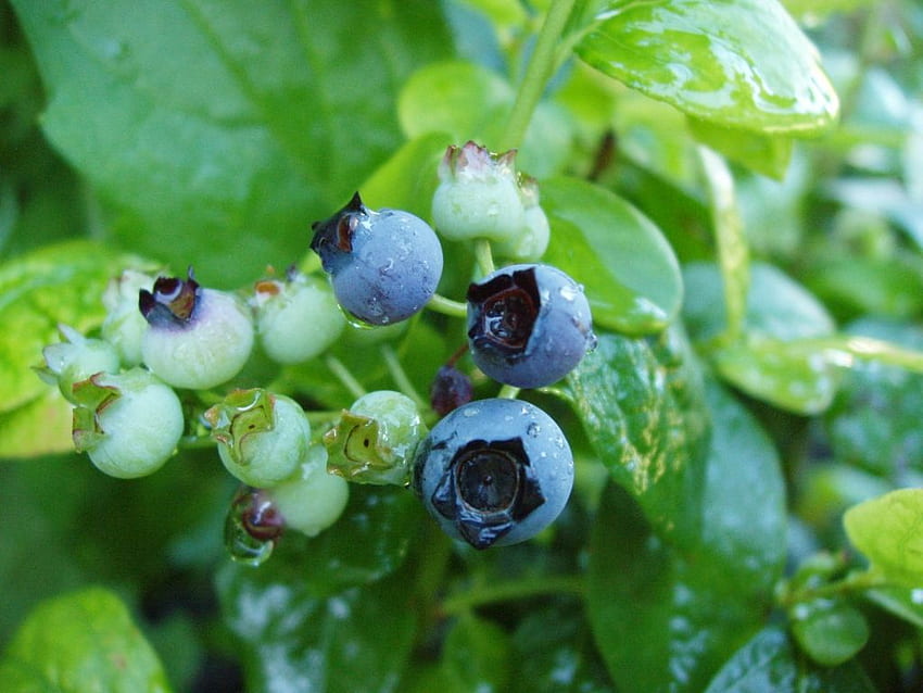 Eating blueberries could regulate genetic and biochemical drivers HD wallpaper