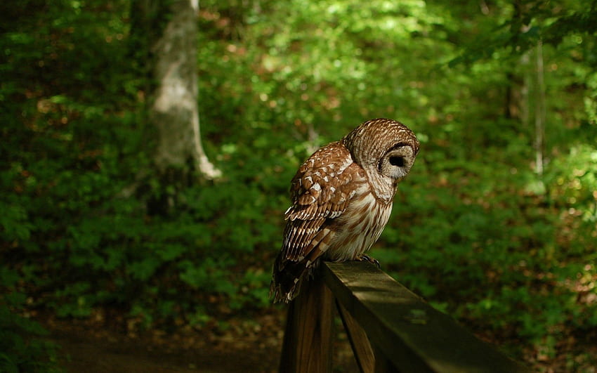 Animals, Owl, Bird, Forest, Predator HD wallpaper