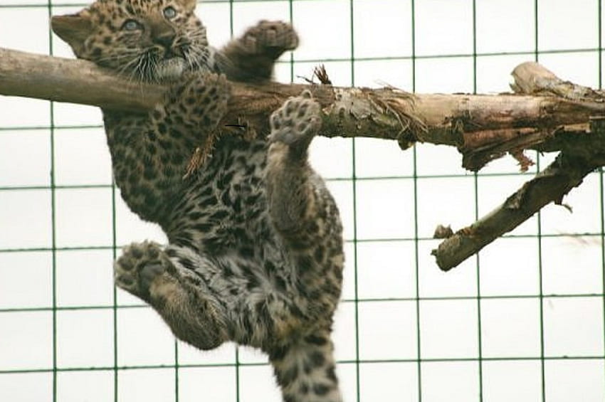 hanging around, baby, leopard, playing, tree HD wallpaper