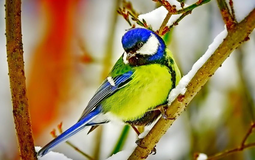 Burung Musim Dingin yang Indah, musim dingin, hewan, cabang, burung, salju Wallpaper HD