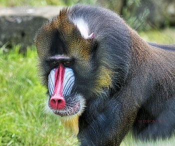 mandrill attack human