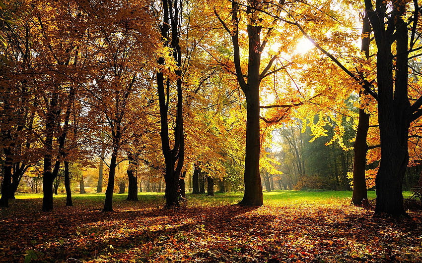 Natureza, Árvores, Outono, Brilho, Luz papel de parede HD