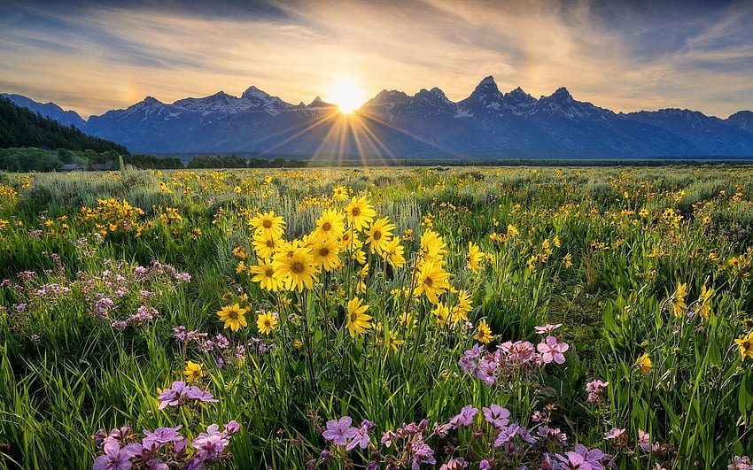 Mountain Meadow, raios de sol, prado, flores, montanhas papel de parede HD