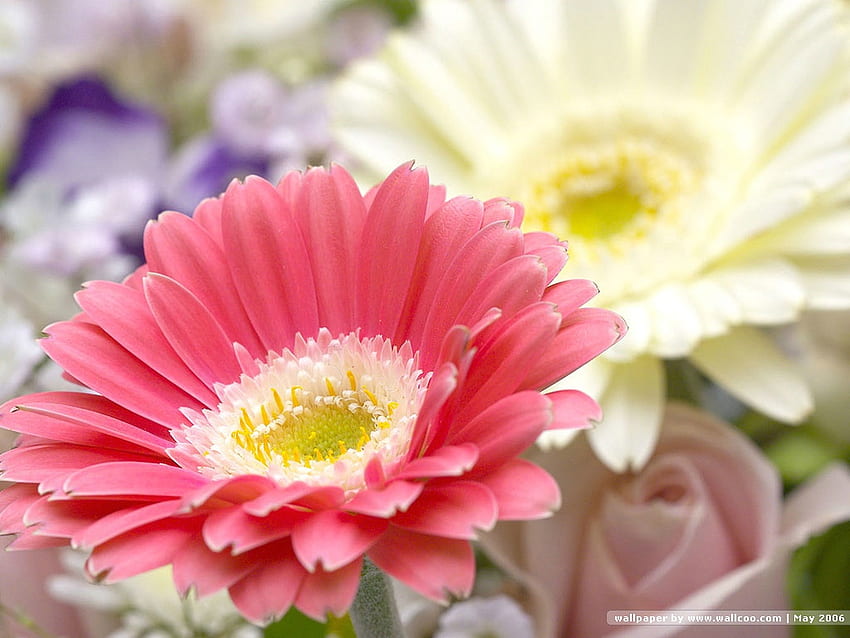 flowers, blue, still life, daisys, pink, roses, yellow, beautiful, pansys HD wallpaper