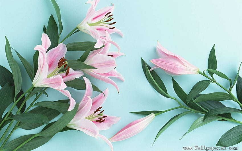 Bunga Lily - Bunga Lilium - - teahub.io, Bunga Lili Wallpaper HD