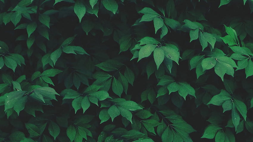 Aesthetic Green, Dark Leaves Aesthetic HD wallpaper