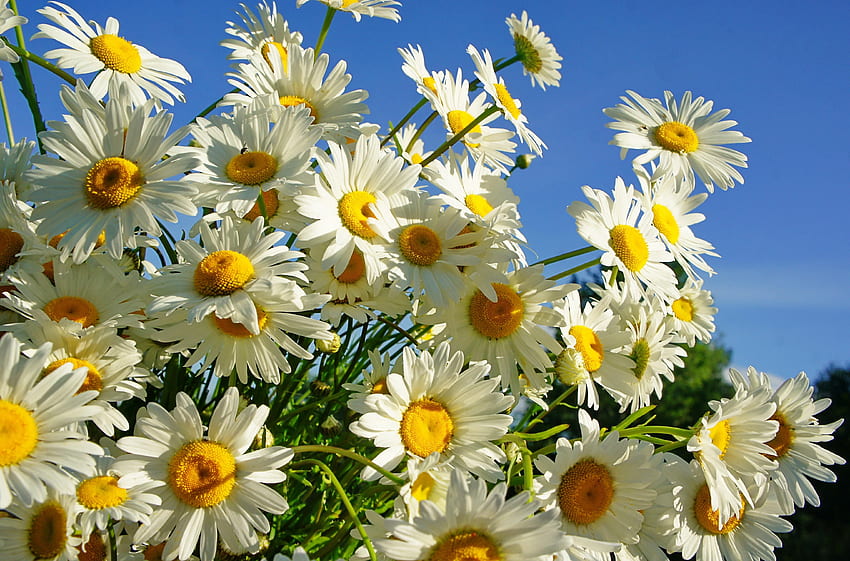 ดอกไม้ ท้องฟ้า ฤดูร้อน ดอกคาโมไมล์ ช่อดอกไม้ แดด วอลล์เปเปอร์ HD