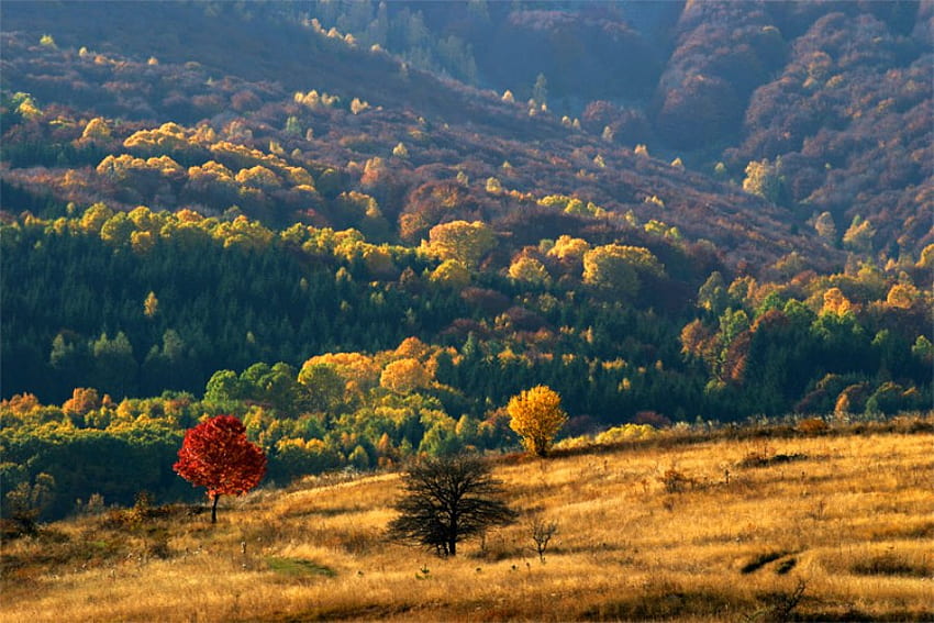 Autumn, graphy, fall, bulgaria, trees, beautiful, mountain HD wallpaper